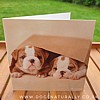 Bulldog Puppies Greetings Card Rachael Hale